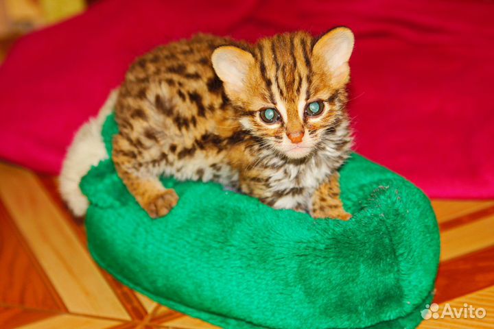 ALC f0. Кошки самки натуральные. Алк f0