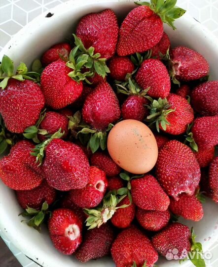 Георгины, хризантемы, суккуленты, клубника