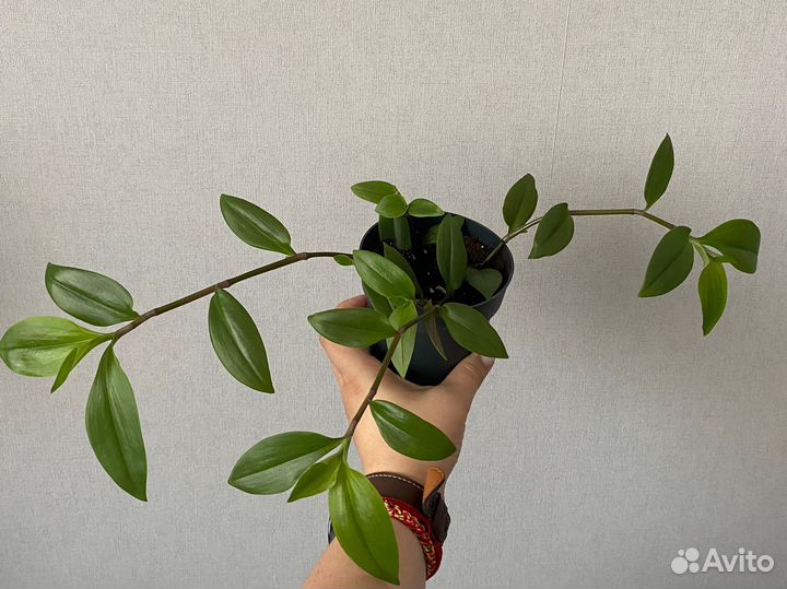 Традесканция зеленая