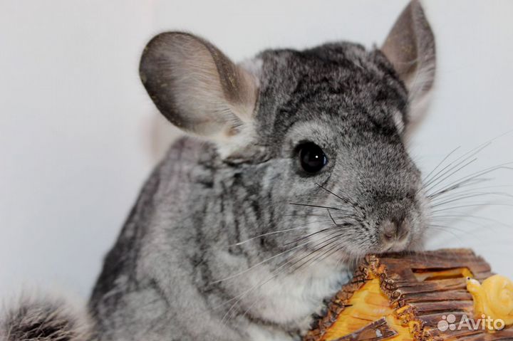 Шиншилла девочка Эбони средний бархатный