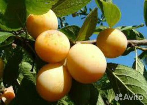 Саженцы сливы жёлтой Сибирской