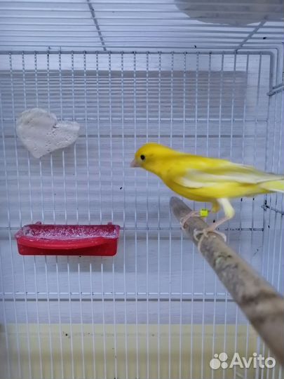 Кенара и канарейки