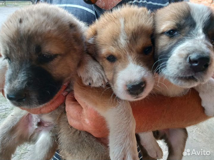 Щенки алабая