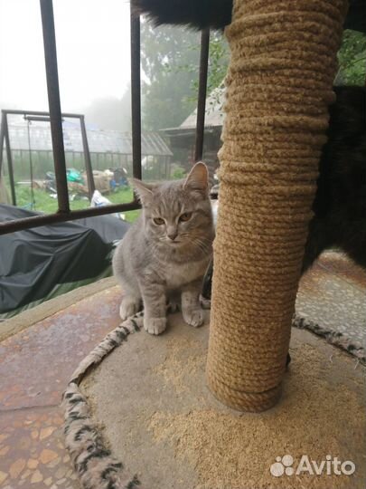 Кошка 4 месяца в частный дом