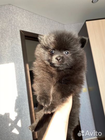 Щенки померанского шпица