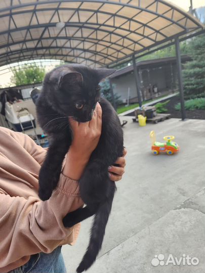 Черный котенок бесплатно