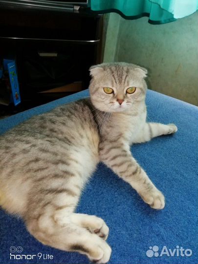 Вязка. Шотландский кот