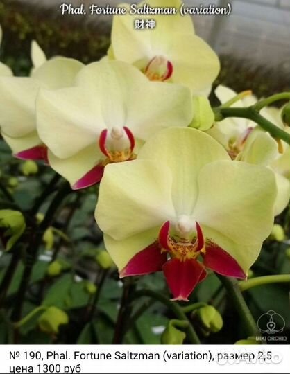 Орхидея фаленопсис Fortune Saltzman