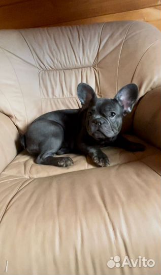Французский бульдог девочки