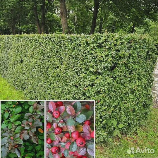 Лаванда, Рябинник Сэм, Кизильник блестящий