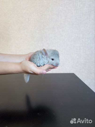 Шиншилла