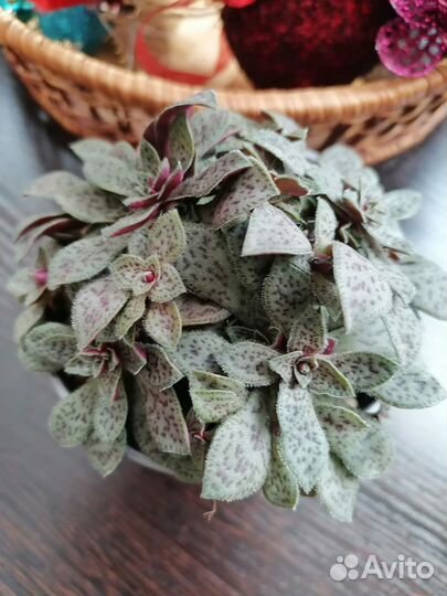 Красула пиктурата