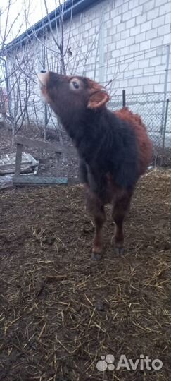 Коровы телки