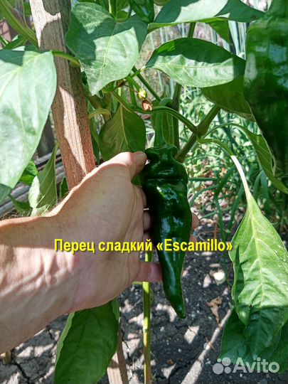 Перец сладкий «Escamillo» 10 семян