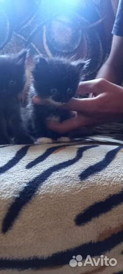 Котята