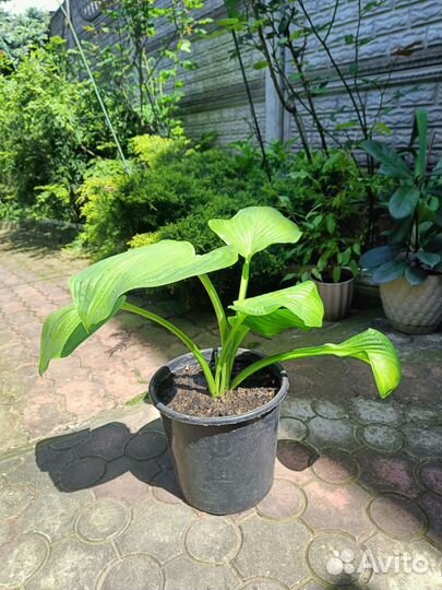 Хоста растение