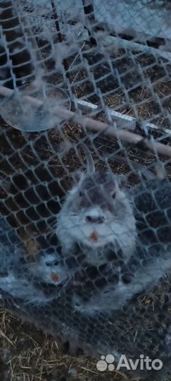 Нутрии самцы