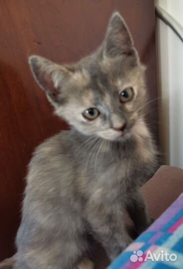 Трехцветный котенок в добрые руки