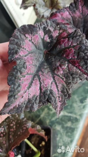 Бегонии, сциндапсус