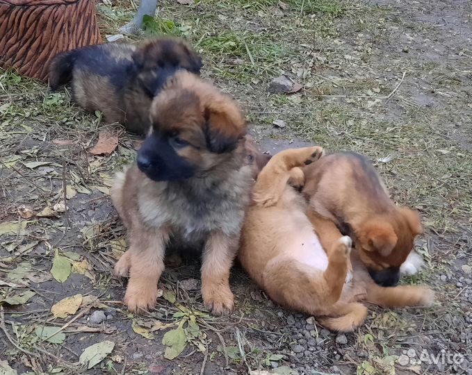 Щенки в добрые руки