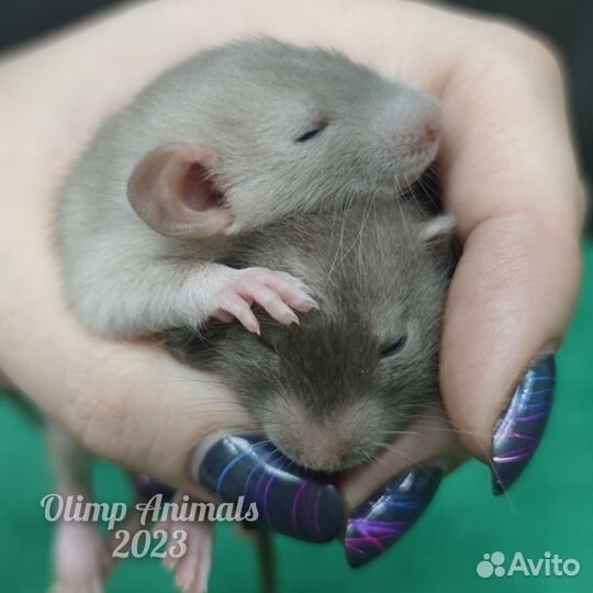 Крысята сиамские дамбо и черные