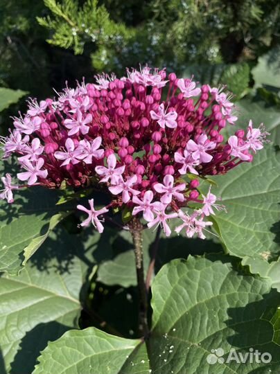 Клеродендрум бунге