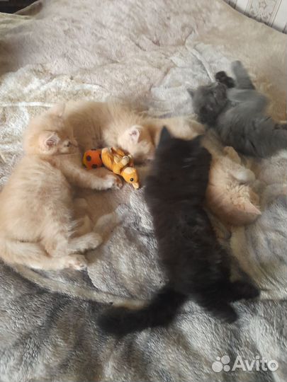 Кошки в добрые руки