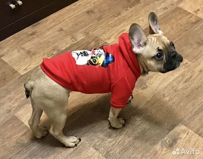 Комбинезон на собаку новый