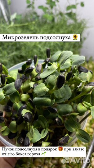 Микрозелень