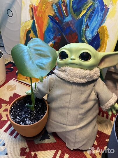 Монстера деликатесная