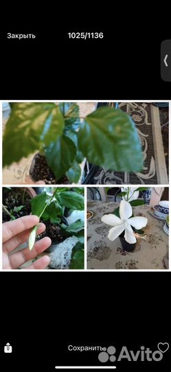 Гибискус черенки