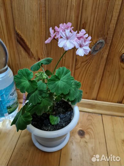 Пеларгония герань