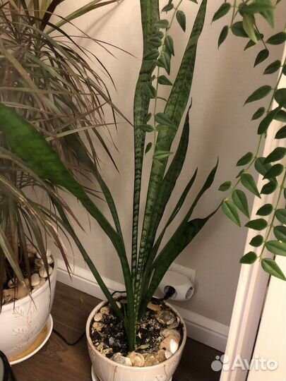 Сансевиерия