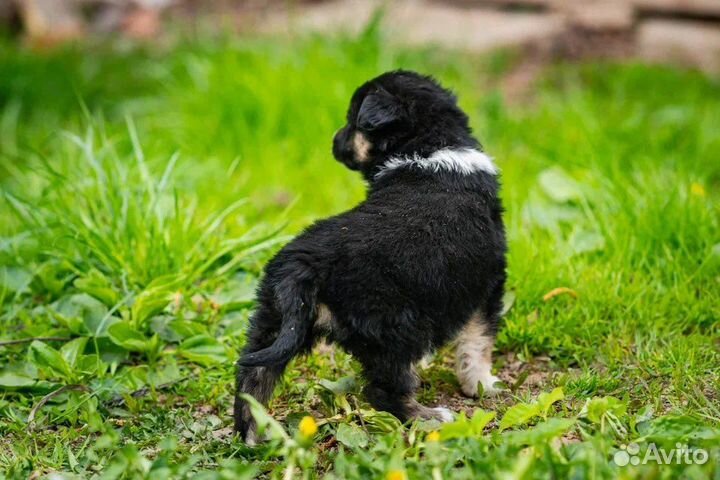 Щенки 2 месяца