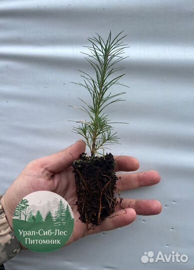 Зкс и окс Сосна Ель Лиственница сеянцы Голуб горн