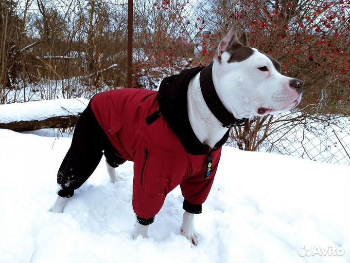 Зимний комбинезон-куртка 2в1 для собак