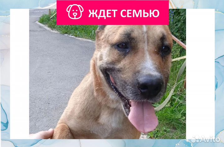 Собака в добрые руки
