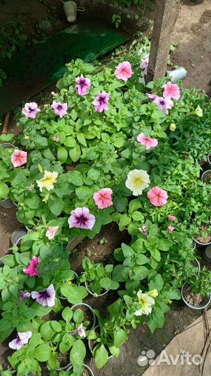 Комнотные и садовые