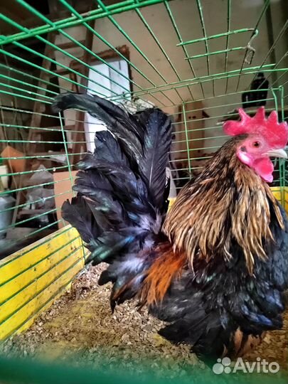 Фазан Золотой и Куры карликовые Серама Малазийская