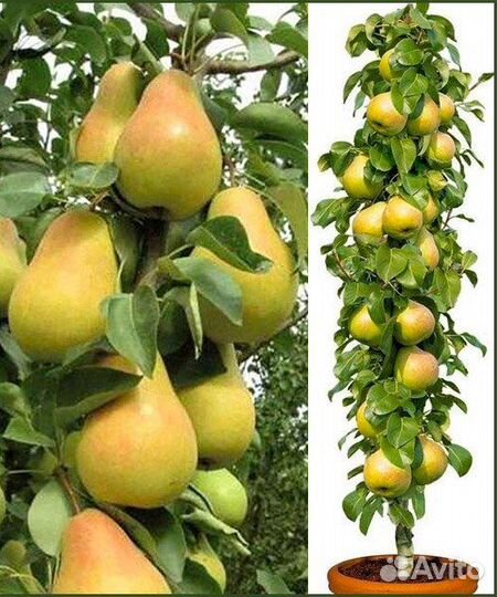 Саженцы колоновидной груши Декора