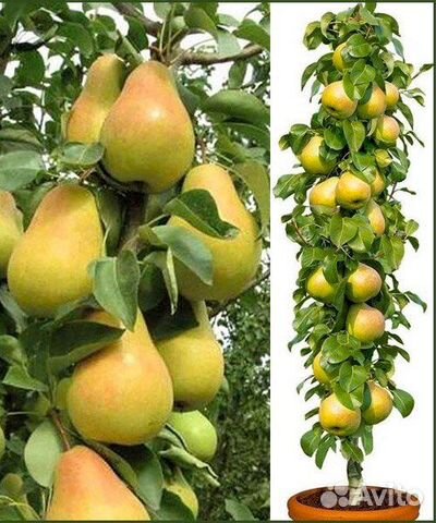 Саженцы колоновидной груши Декора