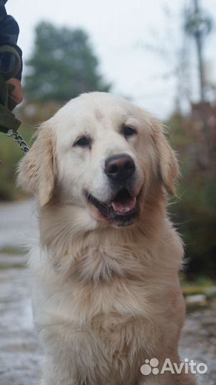 Дрессировка собак с передержкой/Кинолог