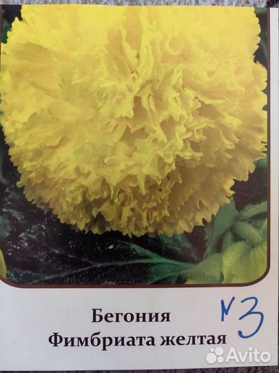 Бегонии сортовые