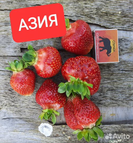 Саженцы клубники Азия