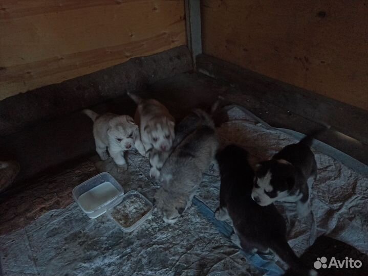 Щенки сибирской хаски