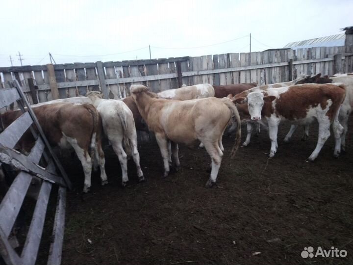 Бычки Симменталы на откорм