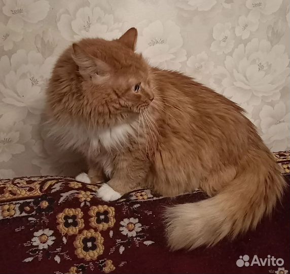 Котик в добрые руки