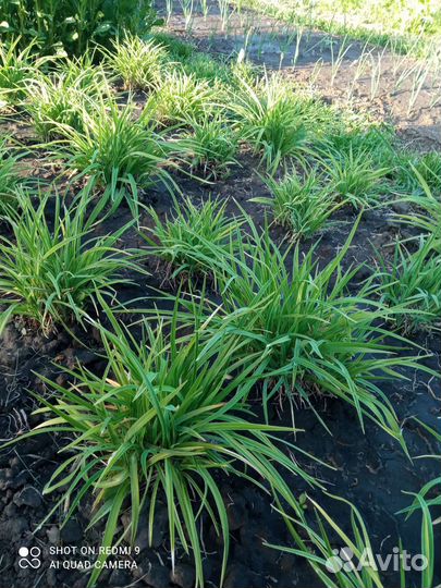 Лилейник до 30см.Шикарные,кучки