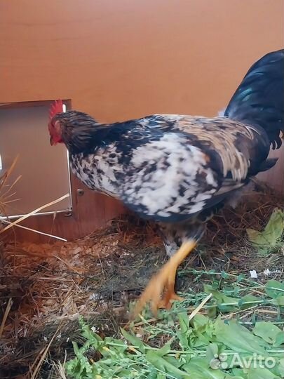 Молодые петухи