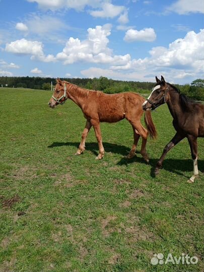 2 жеребчика